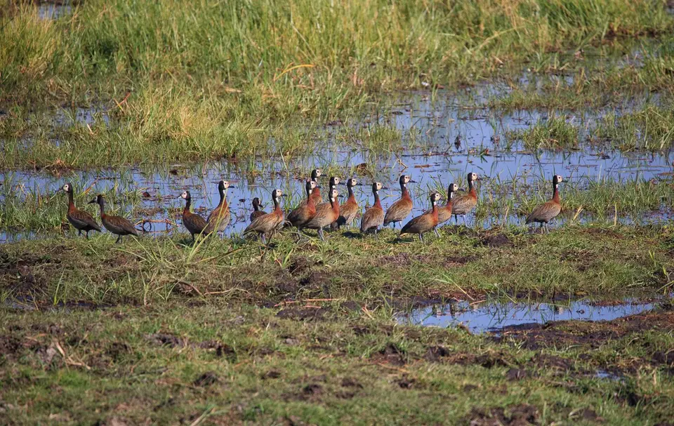 Namibia_Mahango_032.jpg