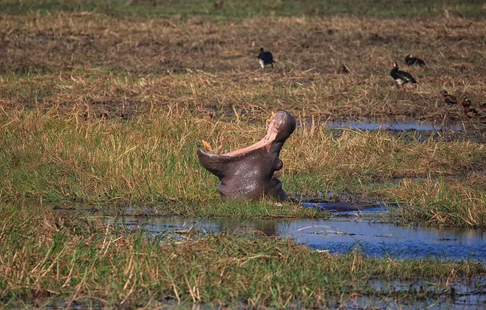 Namibia_Mahango_042.jpg