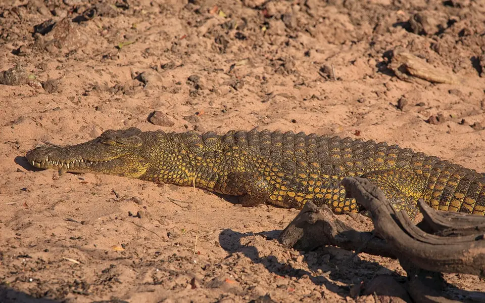 Namibia_Mahango_046.jpg