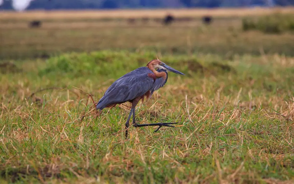 Namibia_Mahango_058.jpg