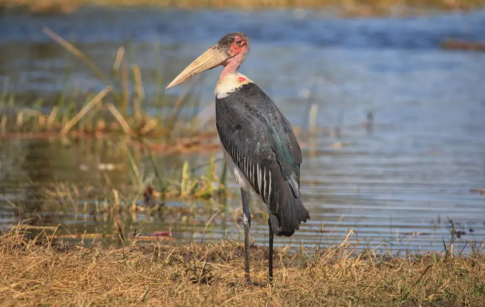 Namibia_Mahango_072.jpg