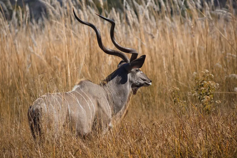 Namibia_Mahango_077.jpg