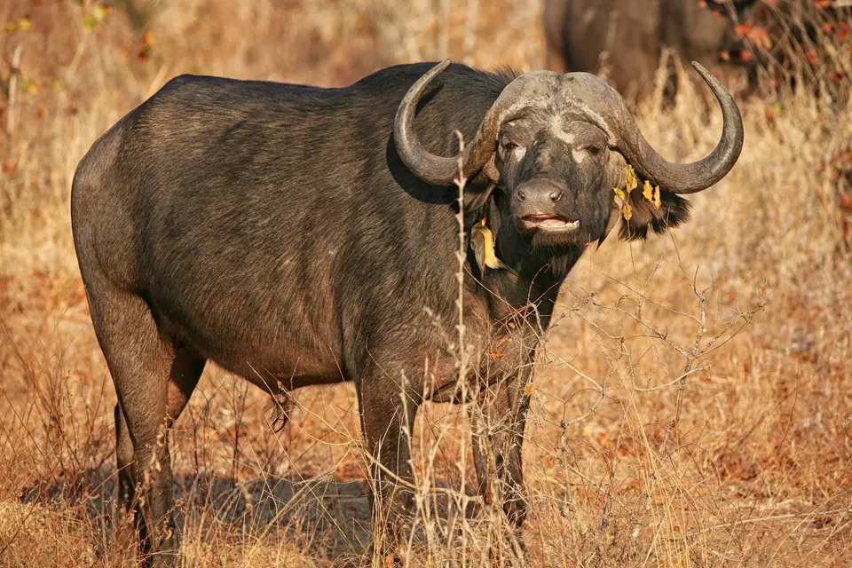 Namibia_Mahango_095.jpg