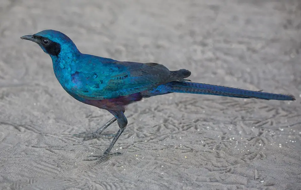 Namibia_Okavango_077.jpg