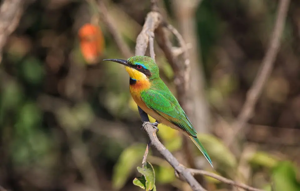 Namibia_Okavango_095.jpg