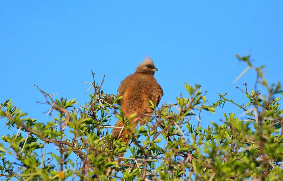 Namibia_Purros_36.jpg