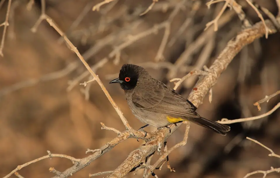 Namibia_Spitzkoppe_Maskenbülbül_01.jpg