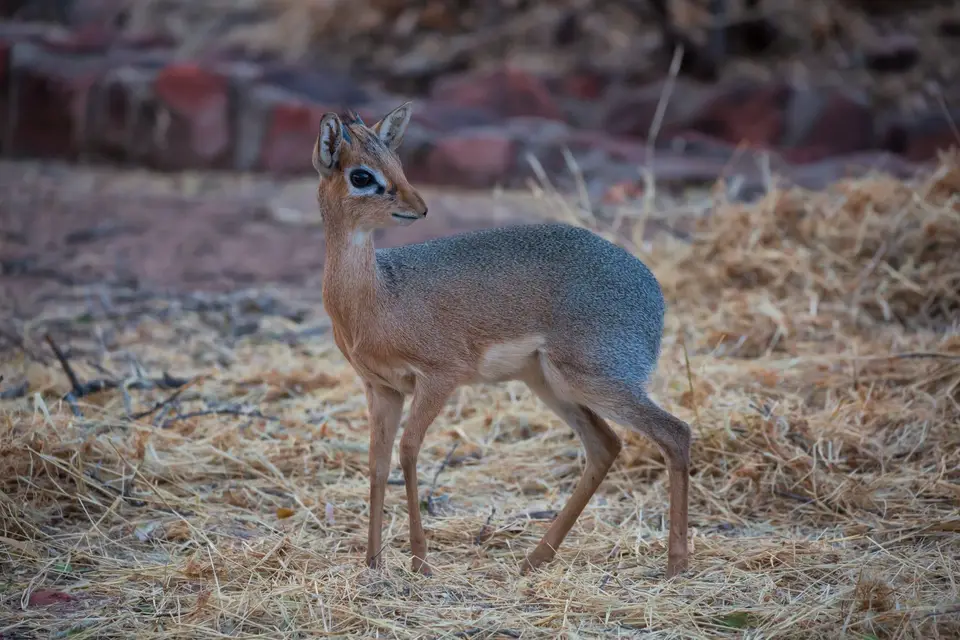 Namibia_Waterberg_23.jpg