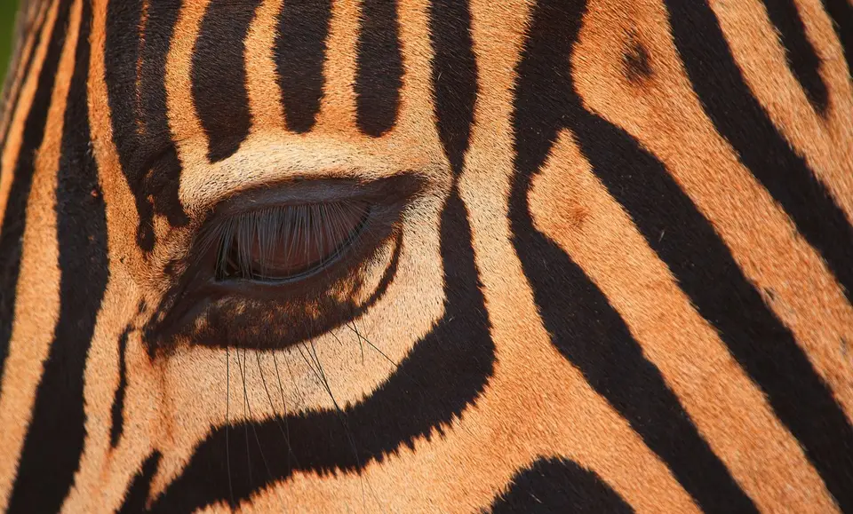 Südafrika_AddoElephantNP_006.jpg