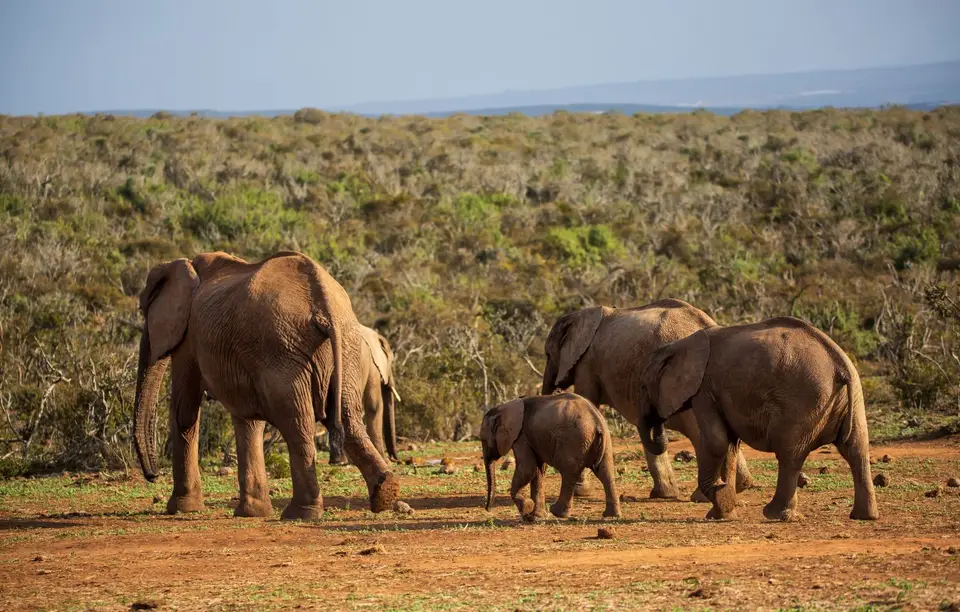 Südafrika_AddoElephantNP_012.jpg