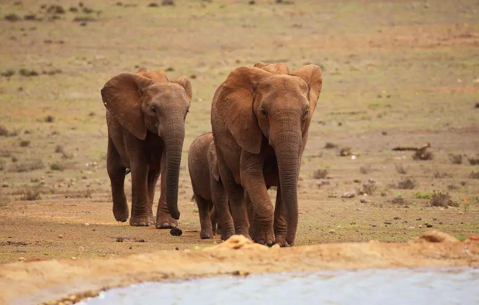 Südafrika_AddoElephantNP_039.jpg