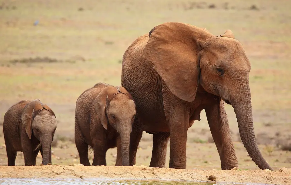 Südafrika_AddoElephantNP_040-2.jpg