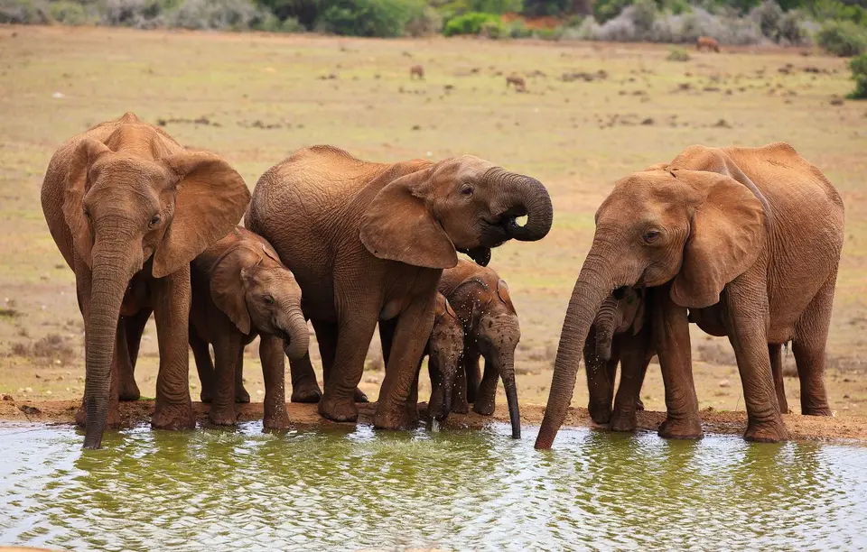 Südafrika_AddoElephantNP_044.jpg
