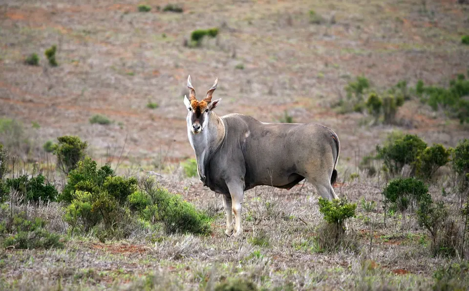 Südafrika_AddoElephantNP_068.jpg