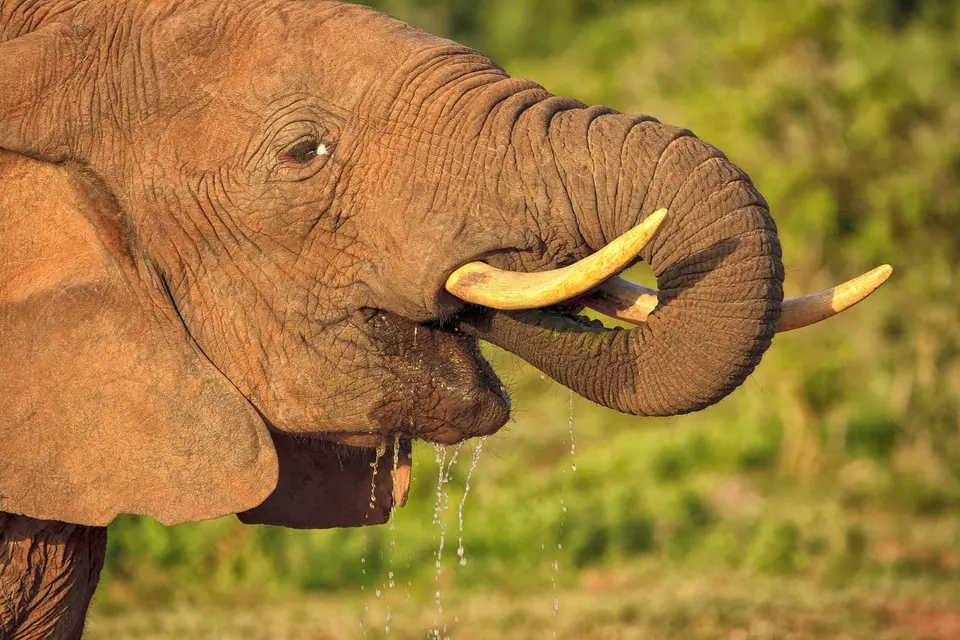 Südafrika_AddoElephantNP_148.jpg