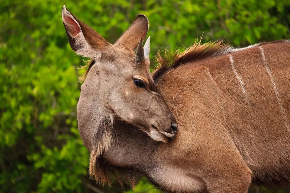Südafrika_AddoElephantNP_157.jpg