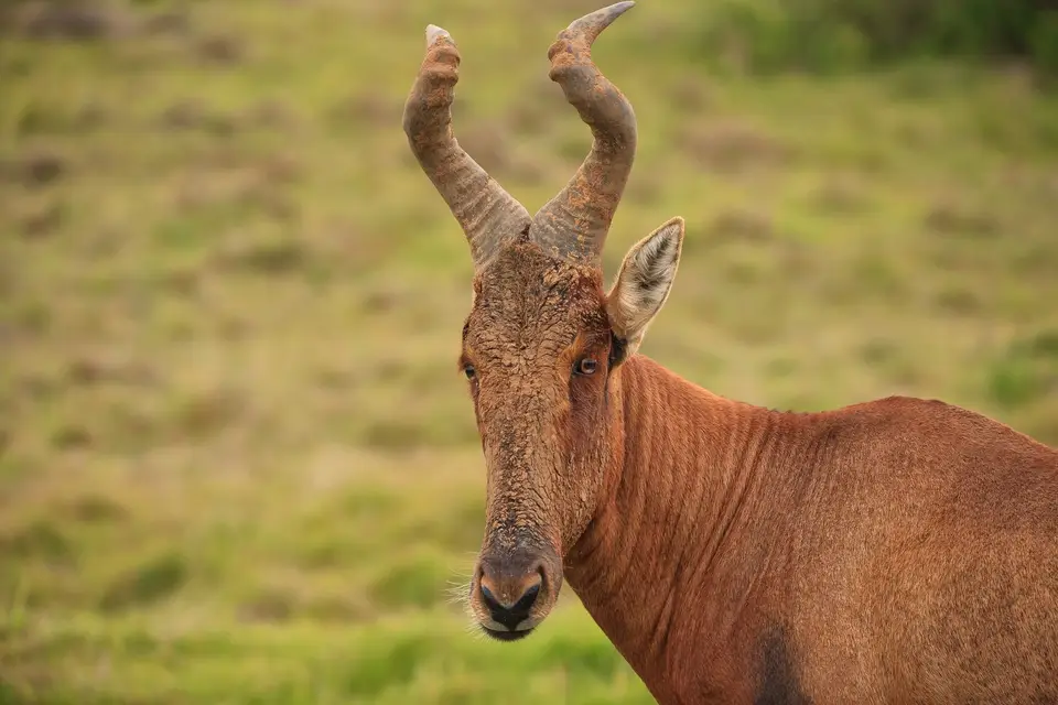 Südafrika_AddoElephantNP_198.jpg