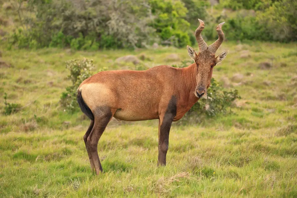 Südafrika_AddoElephantNP_200.jpg