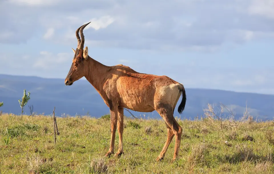Südafrika_AddoElephantNP_208.jpg