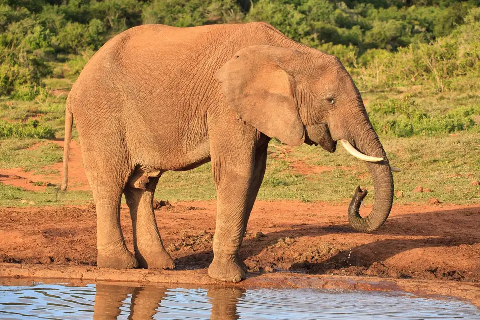 Südafrika_AddoElephantNP_214.jpg