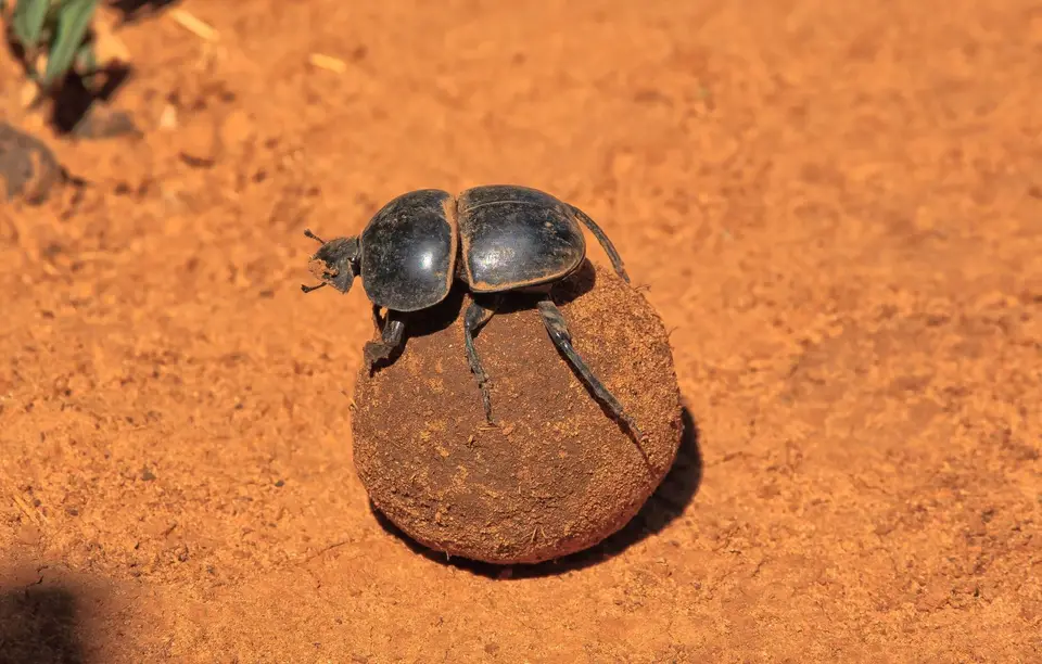 Südafrika_AddoElephantNP_227.jpg