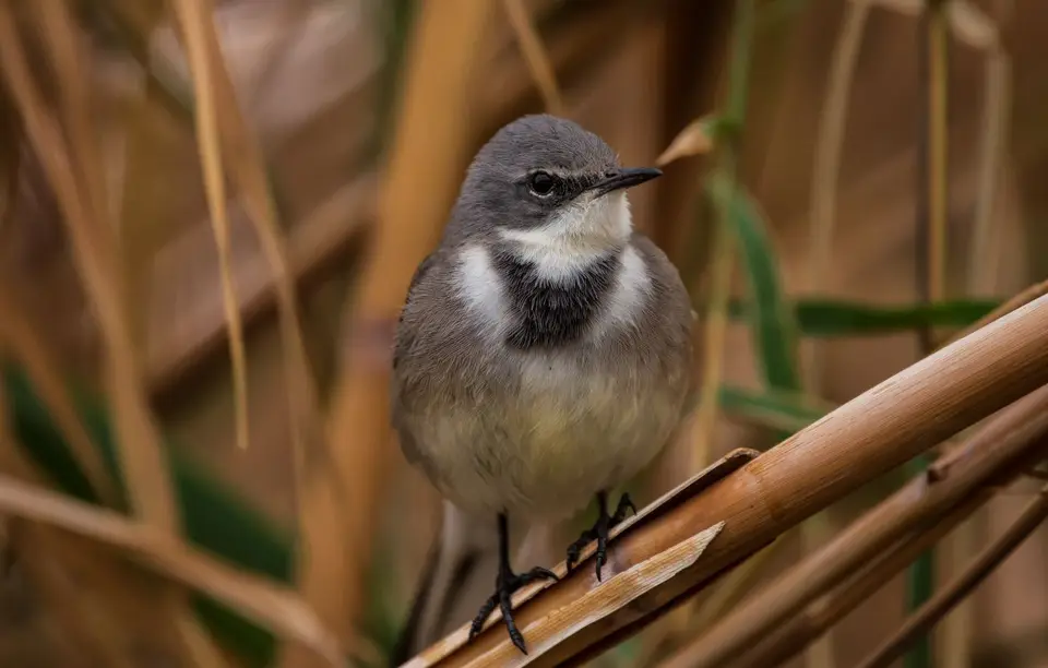 Südafrika_AugrabiesFallsNP_14.jpg