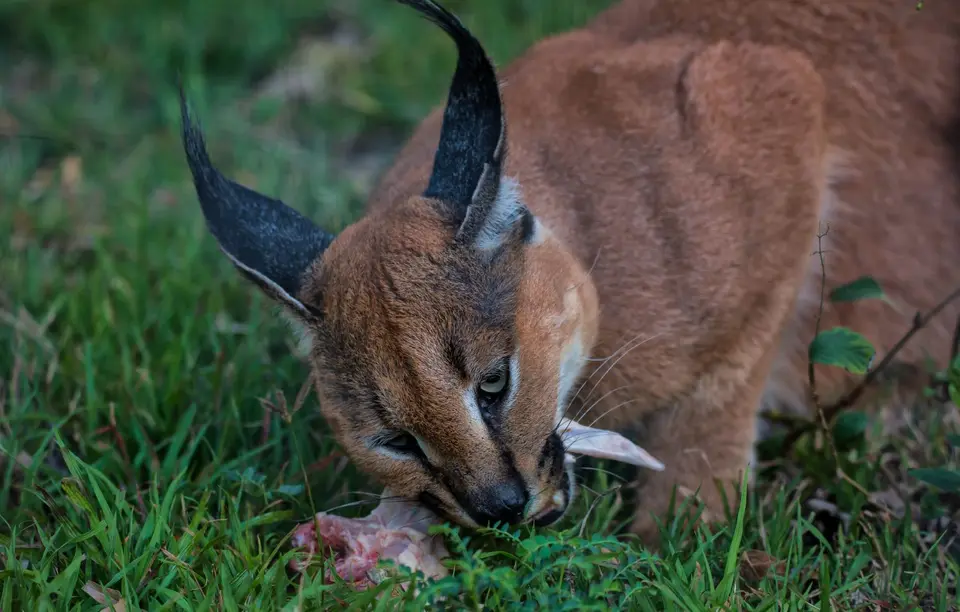 Südafrika_EmdoneniLodge_17.jpg