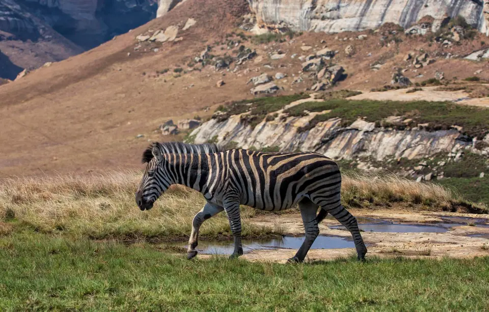 Südafrika_GoldenGateNP_059.jpg