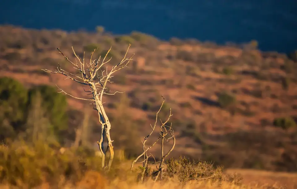 Südafrika_GraaffReinet_MtCamdeboo_084.jpg