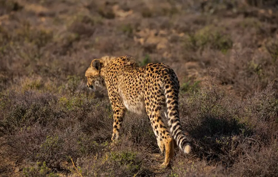 Südafrika_GraaffReinet_MtCamdeboo_124.jpg