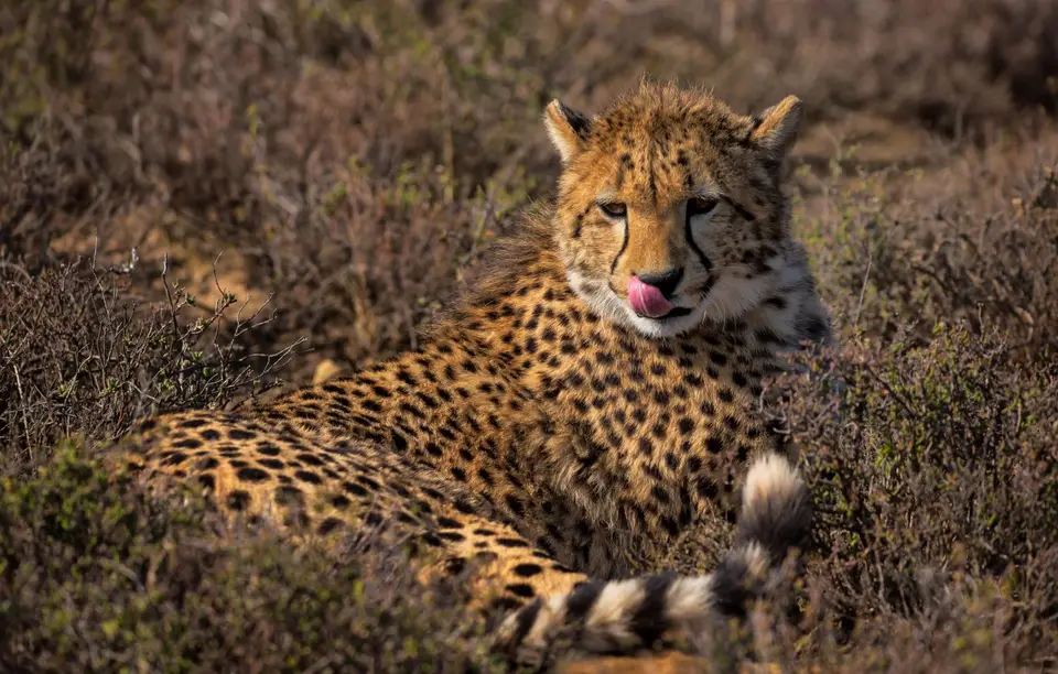 Südafrika_GraaffReinet_MtCamdeboo_129.jpg