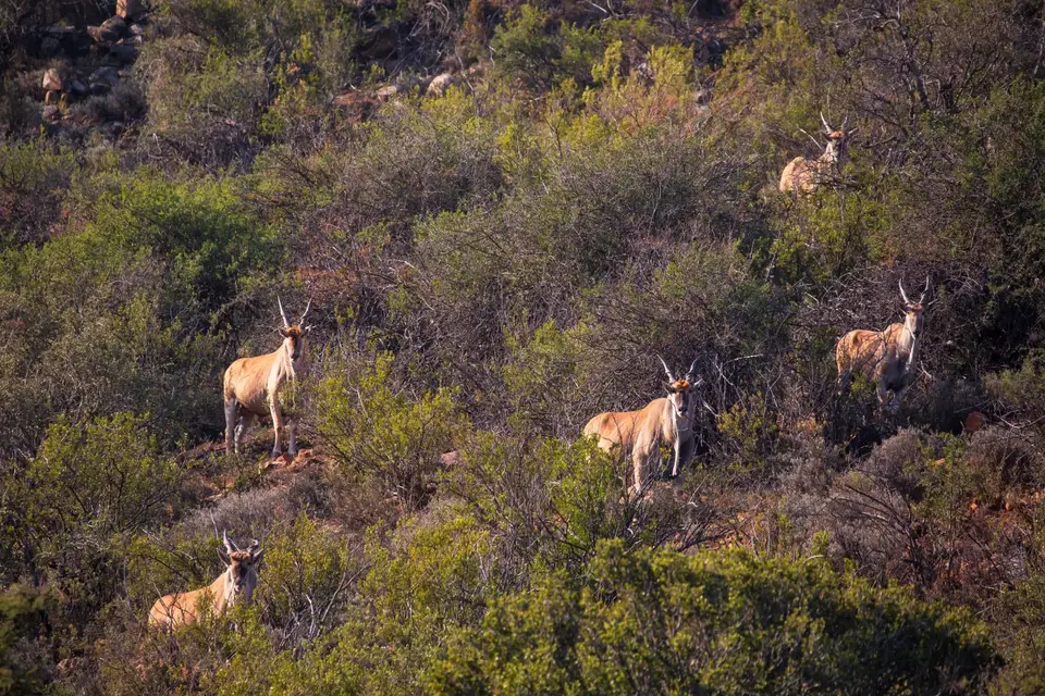 Südafrika_GraaffReinet_MtCamdeboo_136.jpg