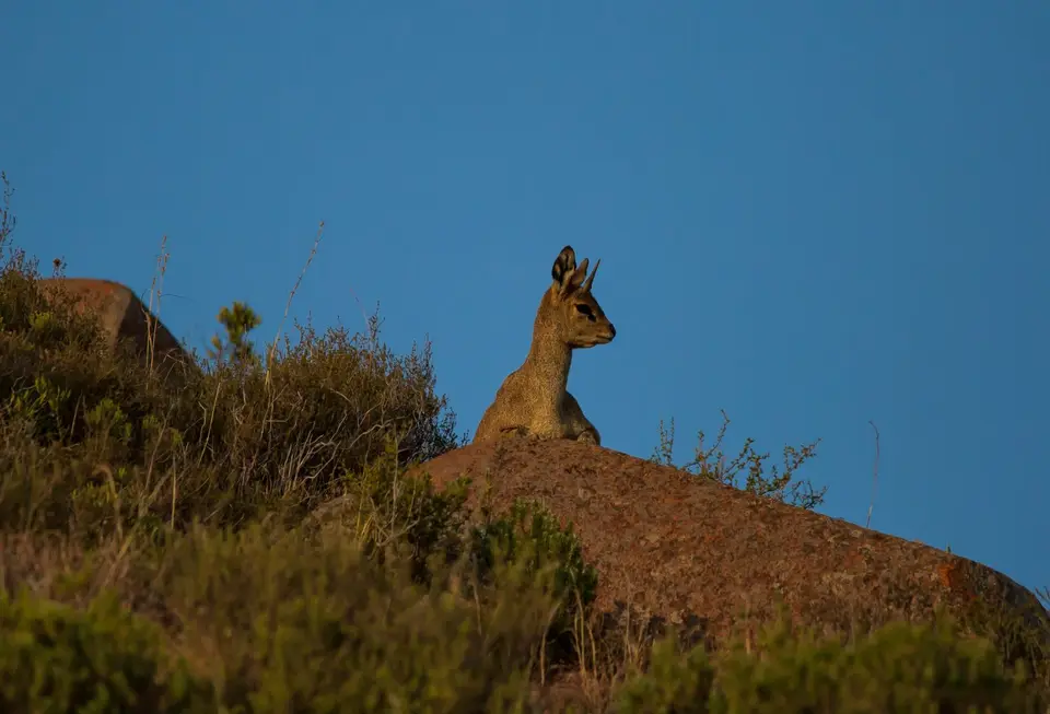 Südafrika_GraaffReinet_MtCamdeboo_142.jpg
