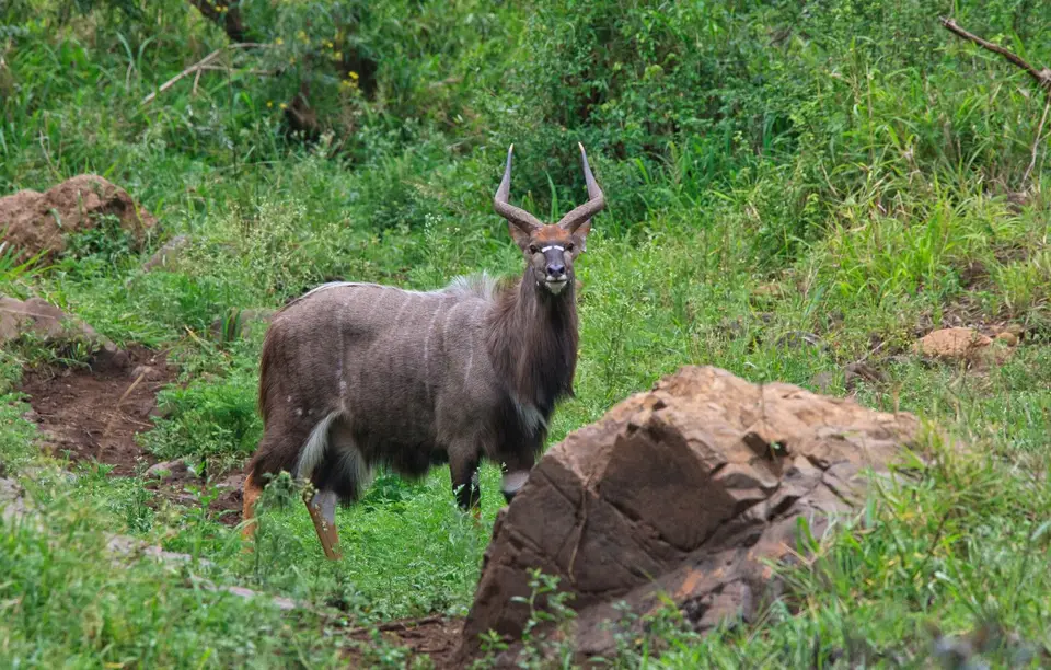 Südafrika_Hluhluwe_004.jpg