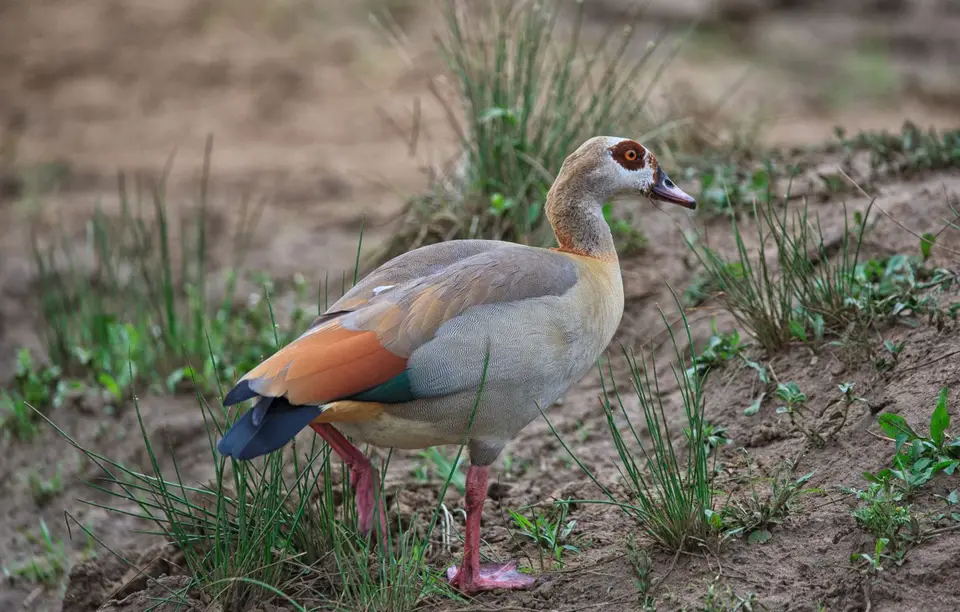 Südafrika_Hluhluwe_017.jpg