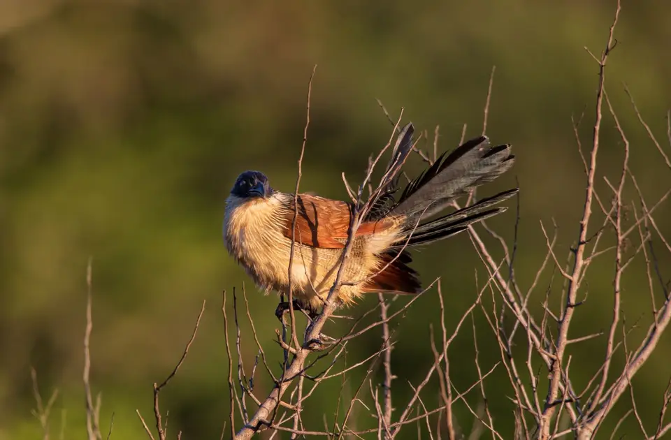 Südafrika_Hluhluwe_039.jpg