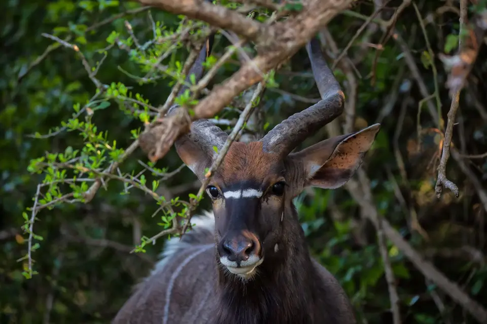 Südafrika_Hluhluwe_046.jpg