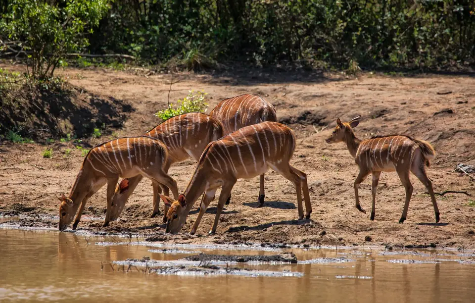Südafrika_Hluhluwe_071.jpg