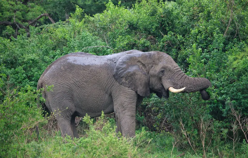 Südafrika_Hluhluwe_115.jpg