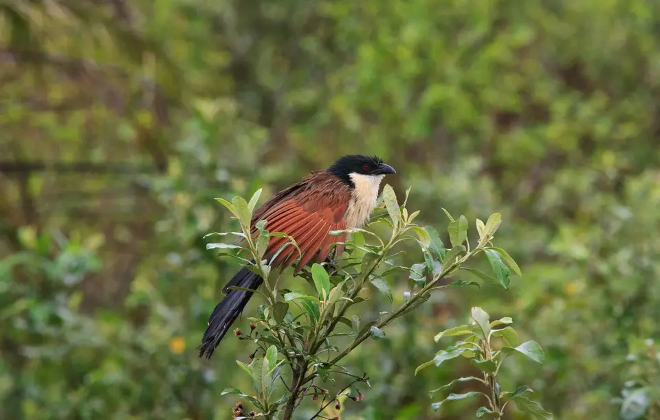 Südafrika_Isimangaliso_011.jpg