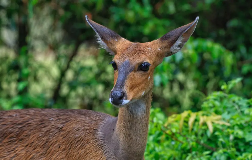 Südafrika_Isimangaliso_014.jpg