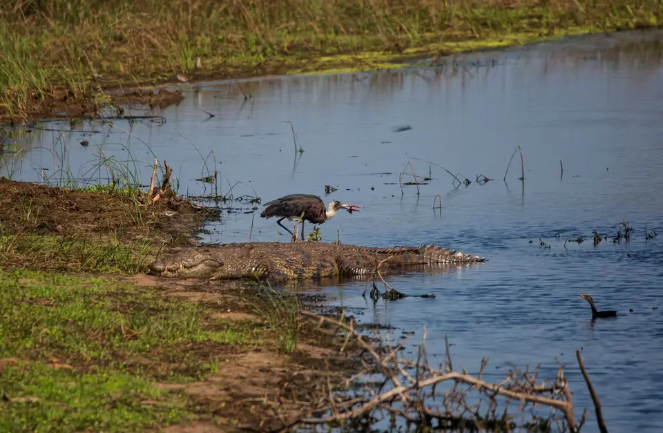Südafrika_Isimangaliso_030.jpg