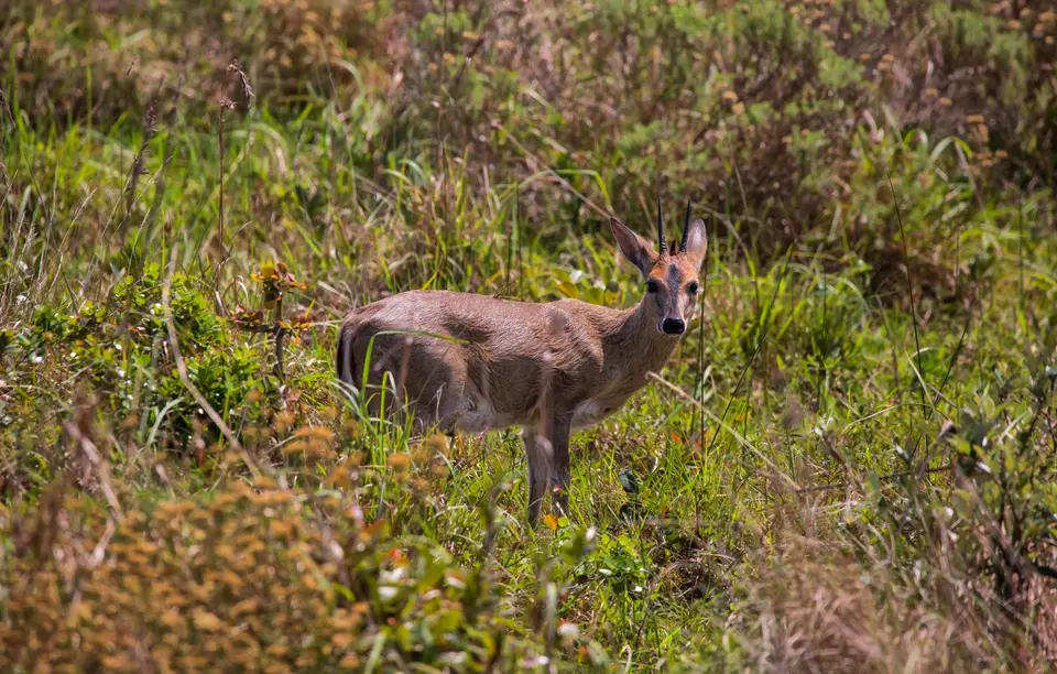 Südafrika_Isimangaliso_088.jpg