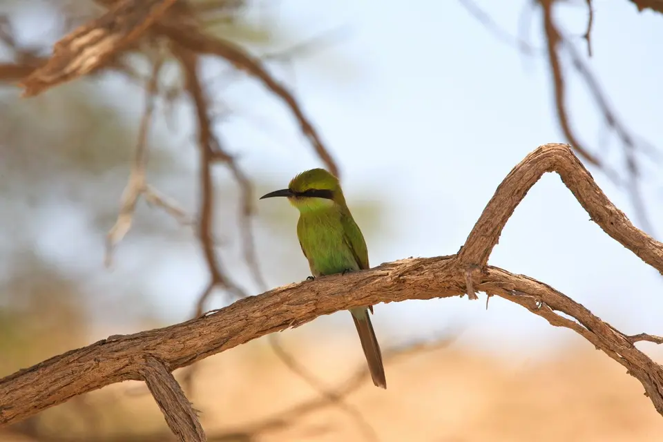 Südafrika_KgalagadiNP_068.jpg