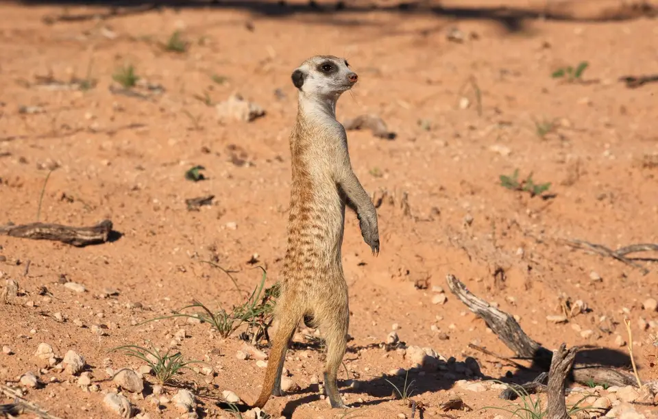 Südafrika_KgalagadiNP_071.jpg