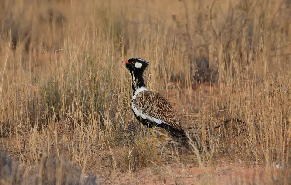 Südafrika_KgalagadiNP_077.jpg