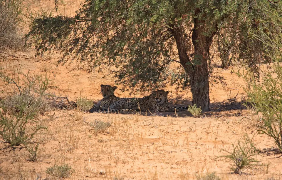 Südafrika_KgalagadiNP_082.jpg