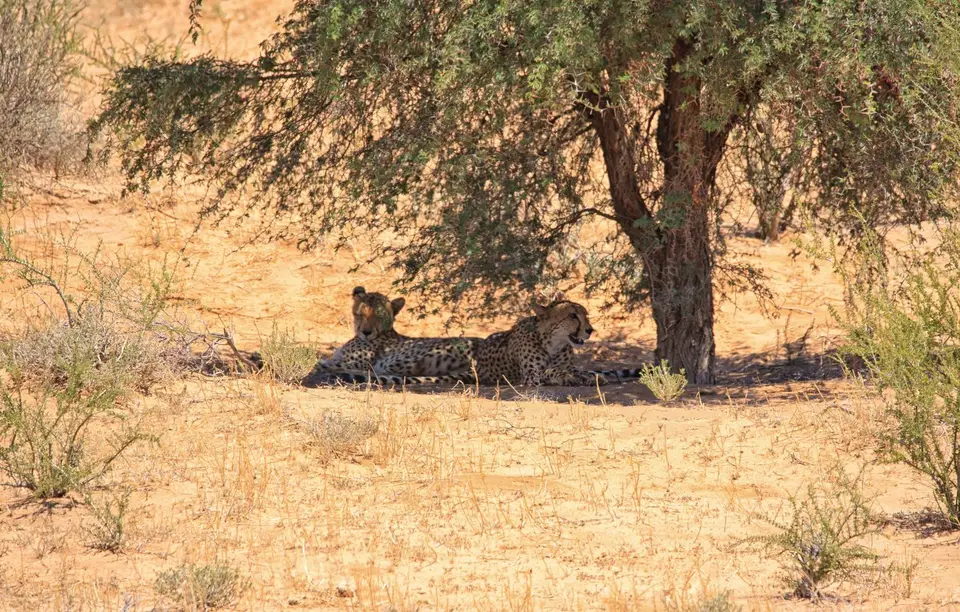 Südafrika_KgalagadiNP_083.jpg