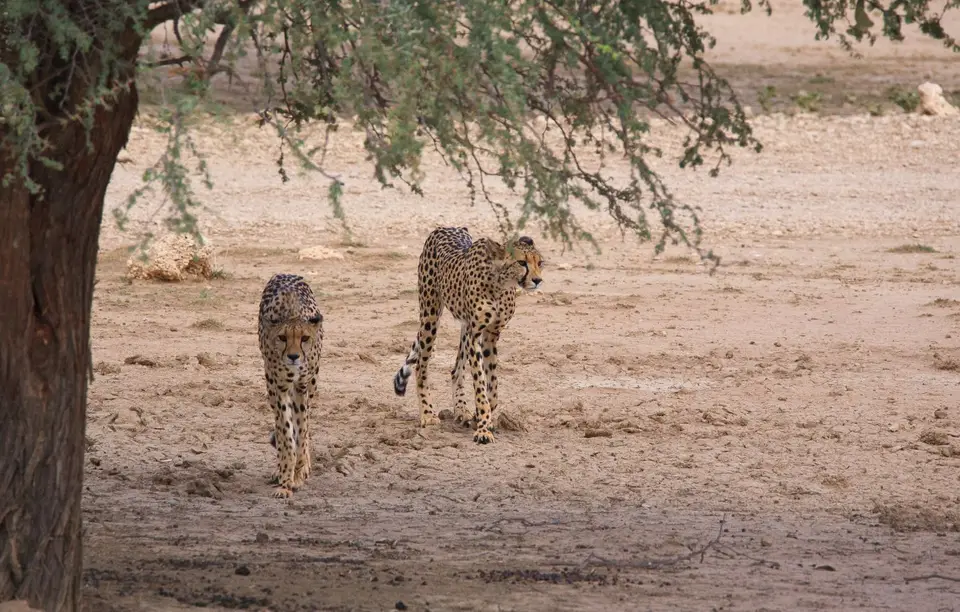 Südafrika_KgalagadiNP_086.jpg