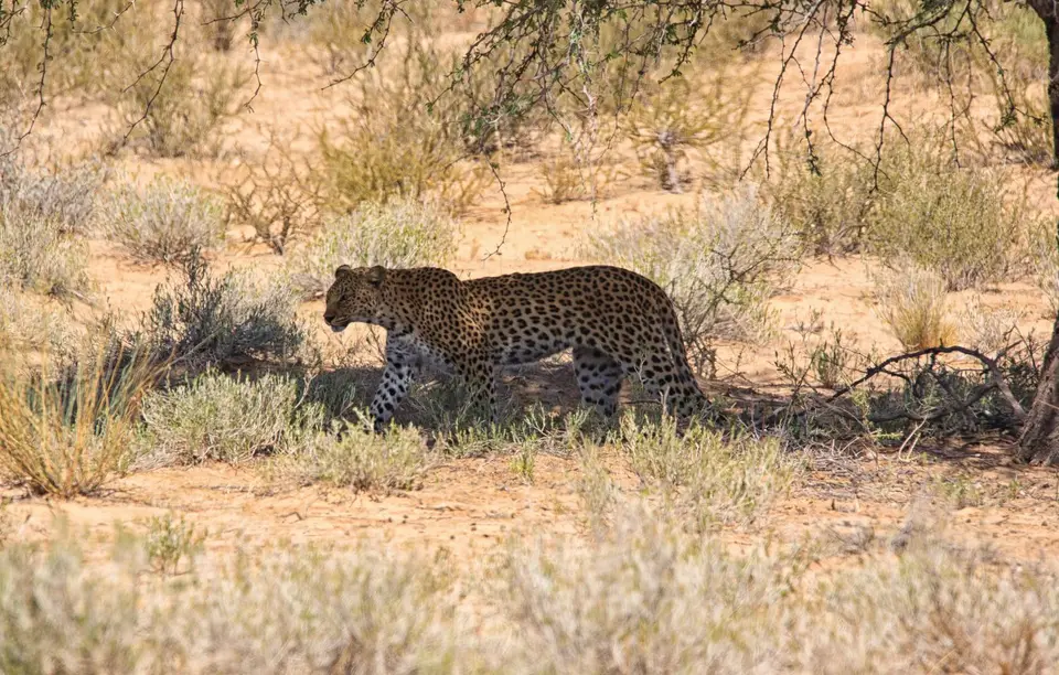 Südafrika_KgalagadiNP_145.jpg